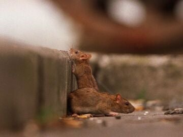 Plaga de ratas en Madrid