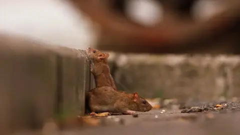 Plaga de ratas en Madrid Plaga de ratas en Madrid