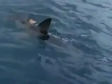 Graban a un tiburón martillo de grandes dimensiones en la bahía de las Palmas de Gran Canaria