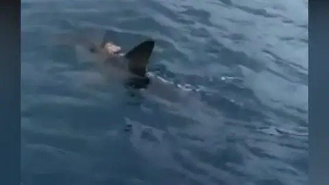 Graban a un tiburón martillo de grandes dimensiones en la bahía de las Palmas de Gran Canaria Graban a un tiburón martillo de grandes dimensiones en la bahía de las Palmas de Gran Canaria