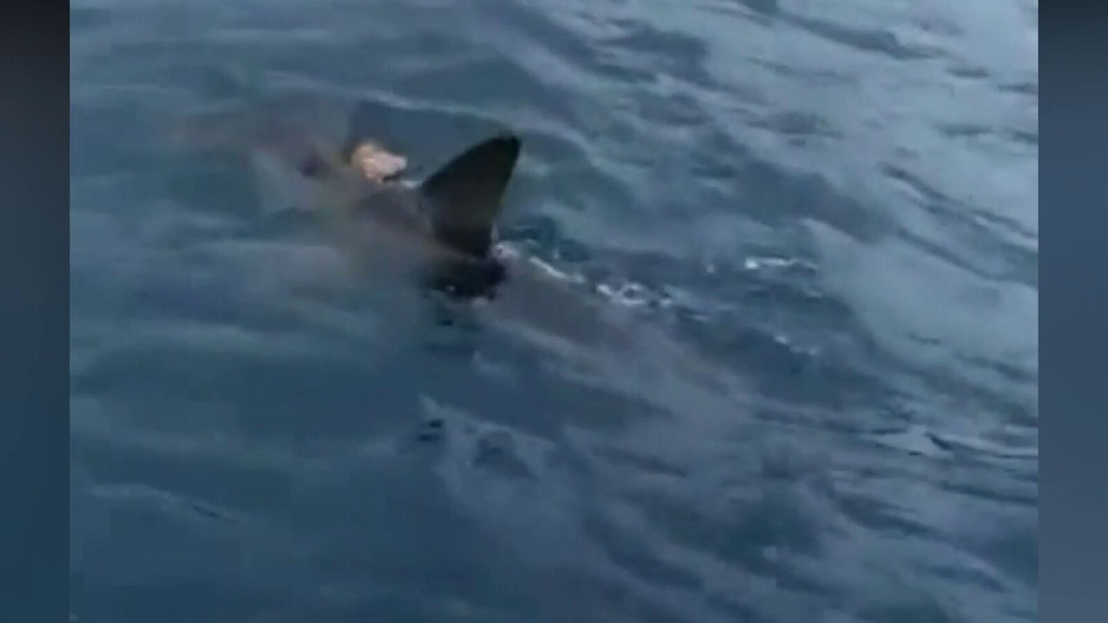 Graban a un tiburón martillo de grandes dimensiones en la bahía de las Palmas de Gran Canaria