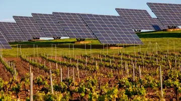 Campos de placas solares junto a campos de viñedos en una imagen de archivo