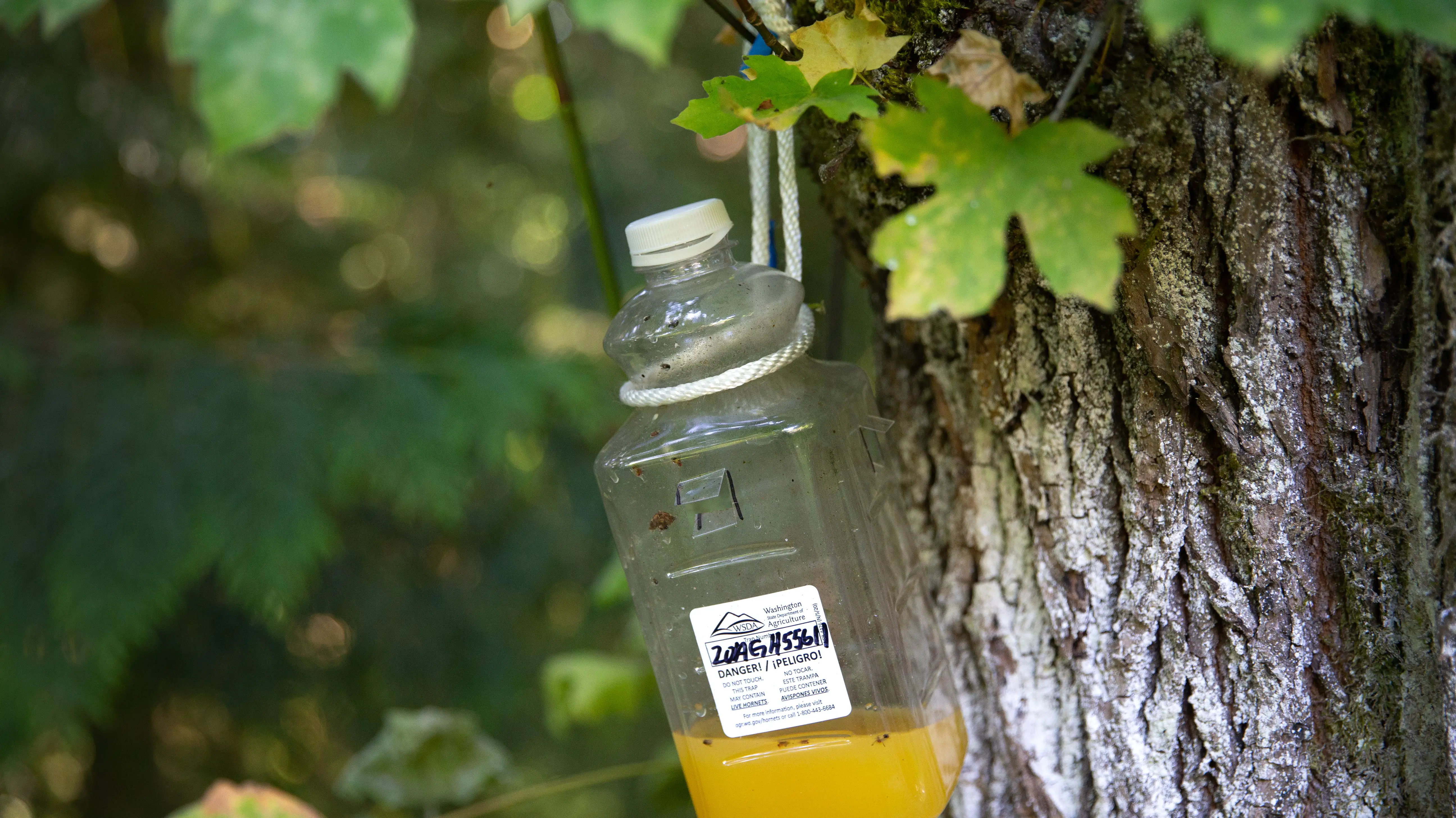 Las trampas de botella atraen a las avispas sin que luego puedan escapar Trampa para avispas