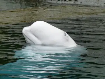 Beluga Beluga