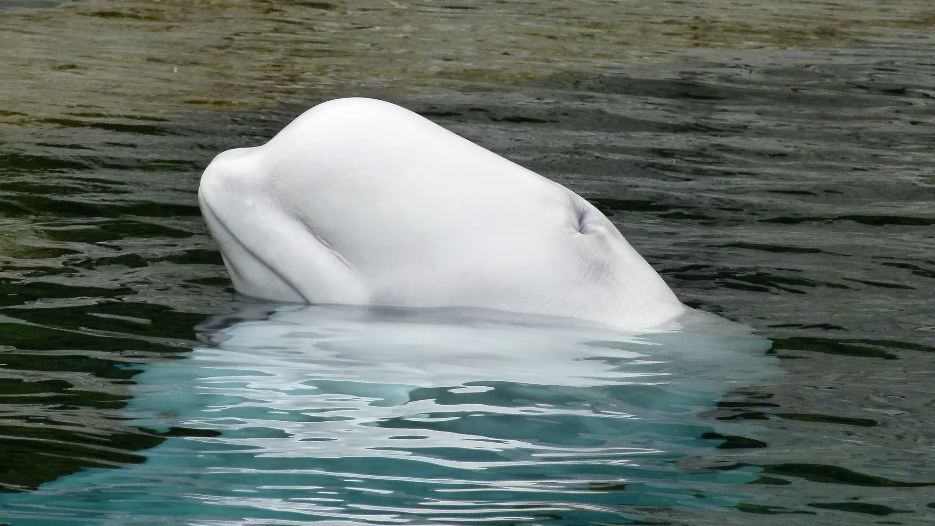 Beluga