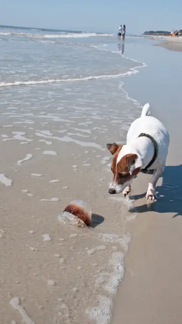Un perro en la playa junto a una medusa. Un perro en la playa junto a una medusa.