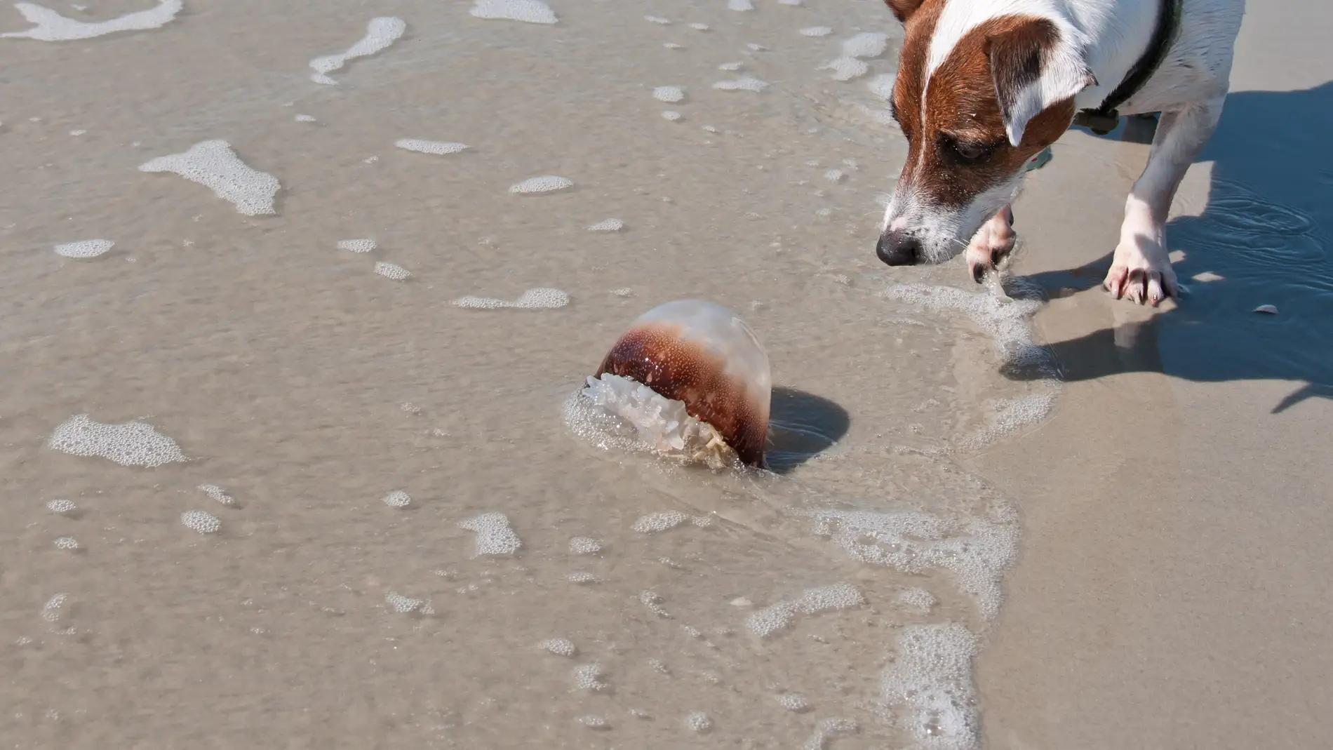 Un perro en la playa junto a una medusa.