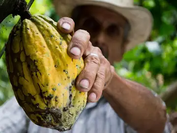 Planta de cacao Planta de cacao