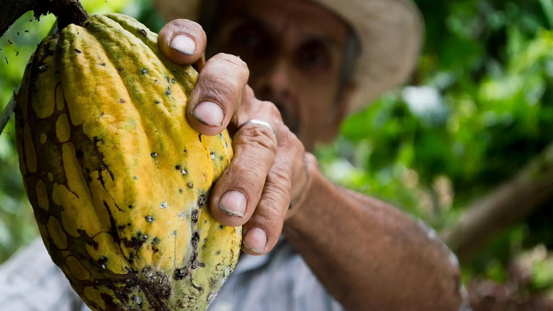 Planta de cacao Planta de cacao