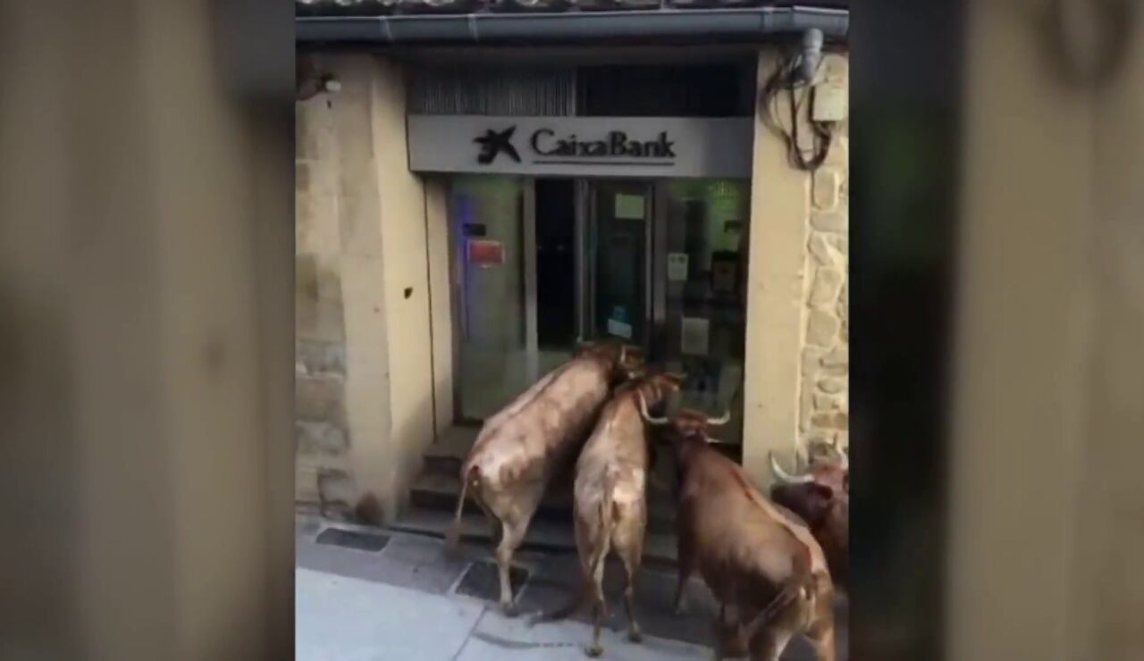 Las vacas, durante su 'asalto' al banco en Navarra