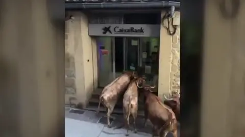 Las vacas, durante su 'asalto' al banco en Navarra Las vacas, durante su 'asalto' al banco en Navarra