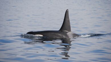 Consejos para actuar si ves una orca mientras navegas en barco