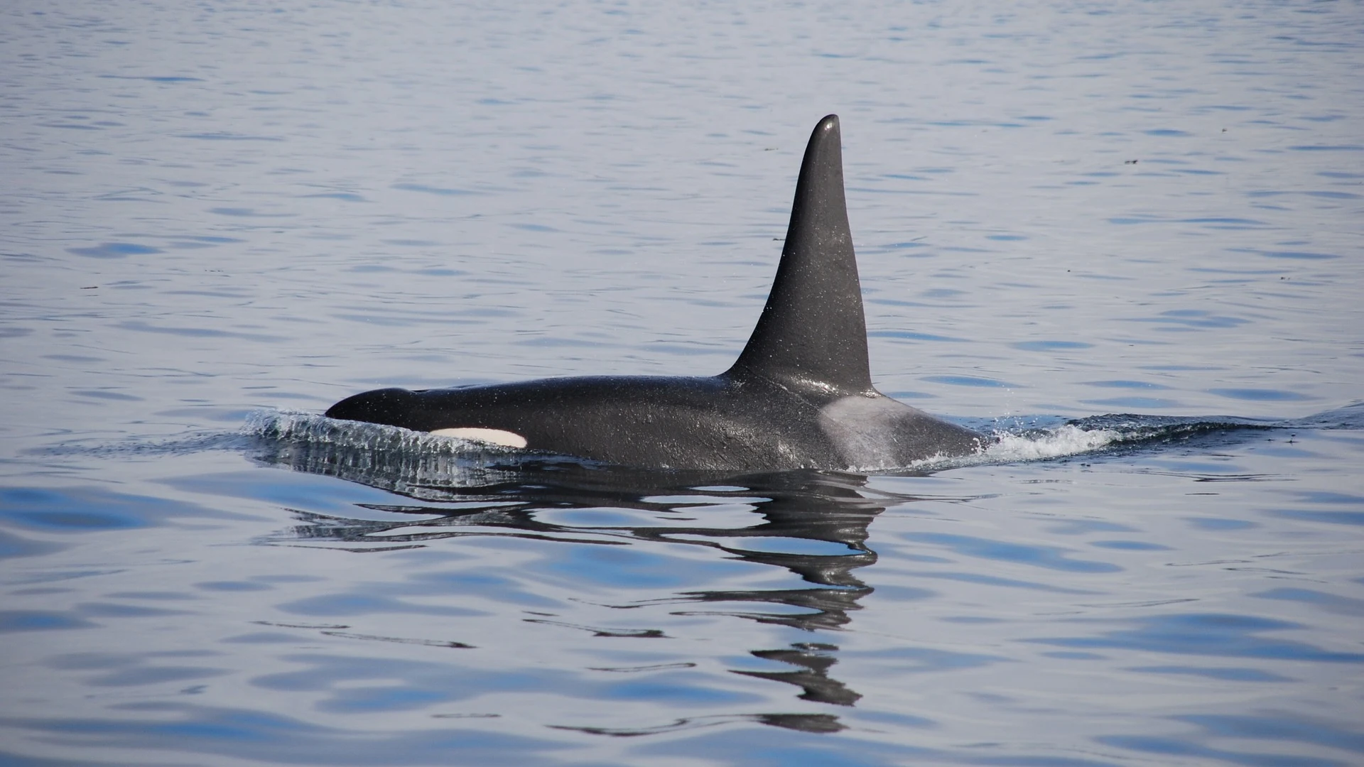 Orca Orca