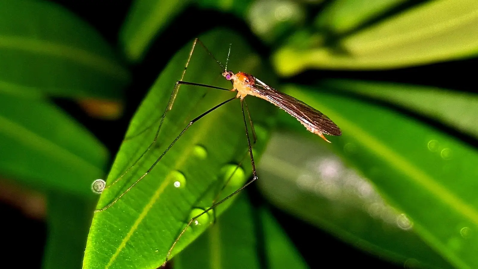 Se confirma la primera contagiada por el virus del Nilo este verano Se confirma la primera contagiada por el virus del Nilo este verano