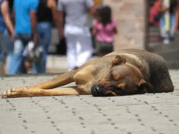 Perro abandonado Perro abandonado