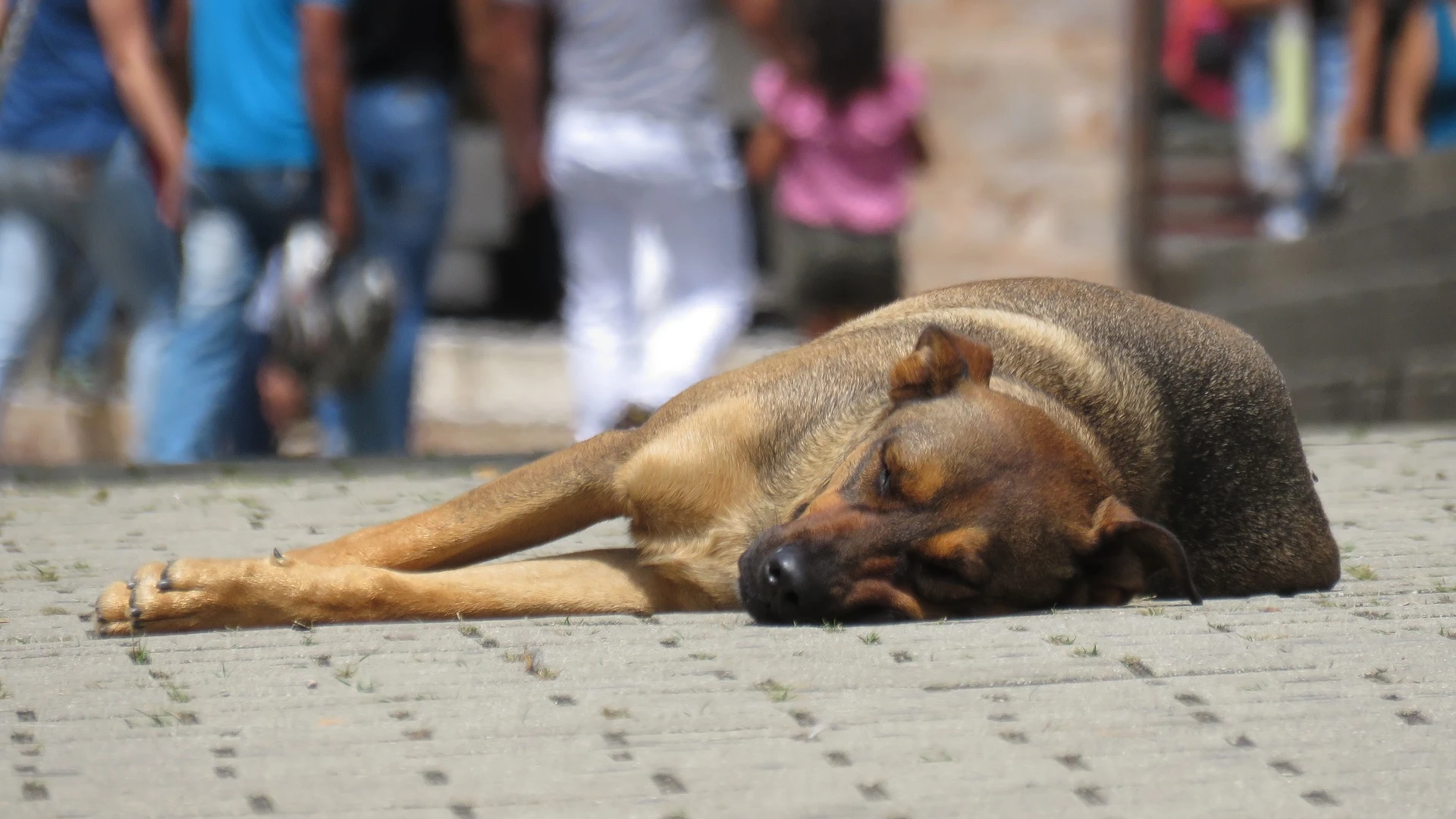 Perro abandonado