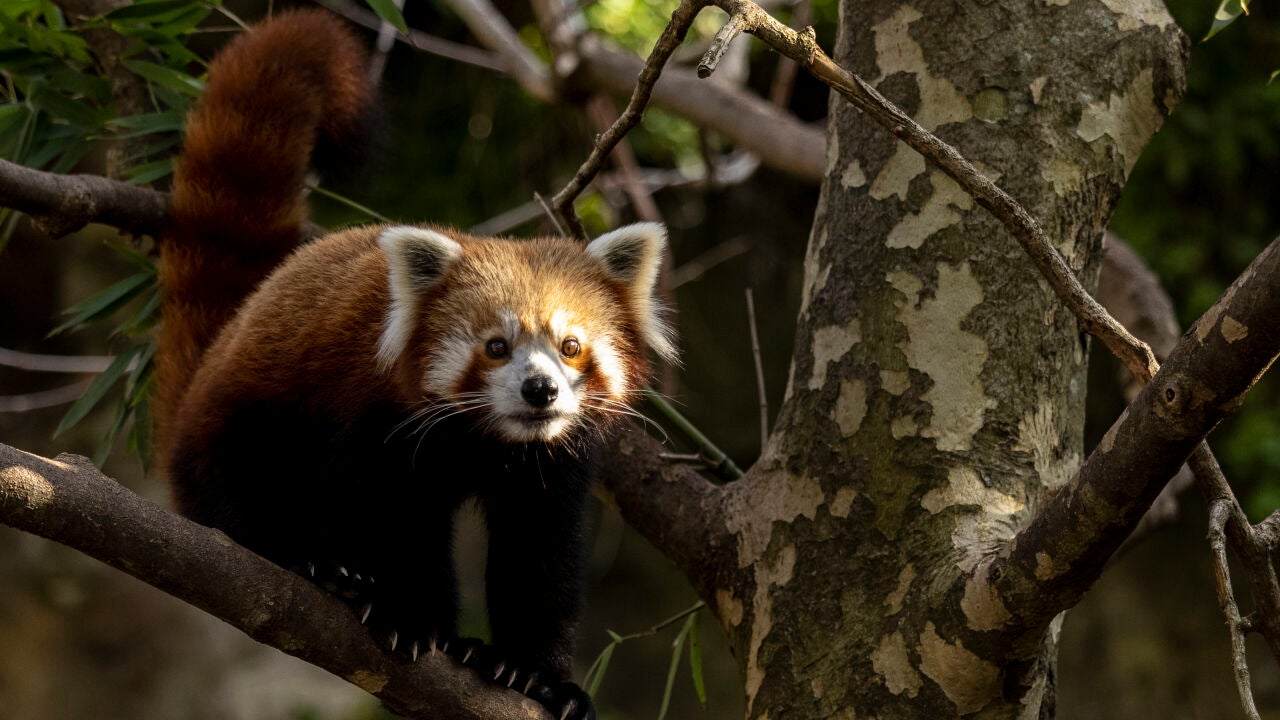 La Leyenda Del Panda Rojo, Curiosidades Y Cuántos Quedan En El Mundo En ...