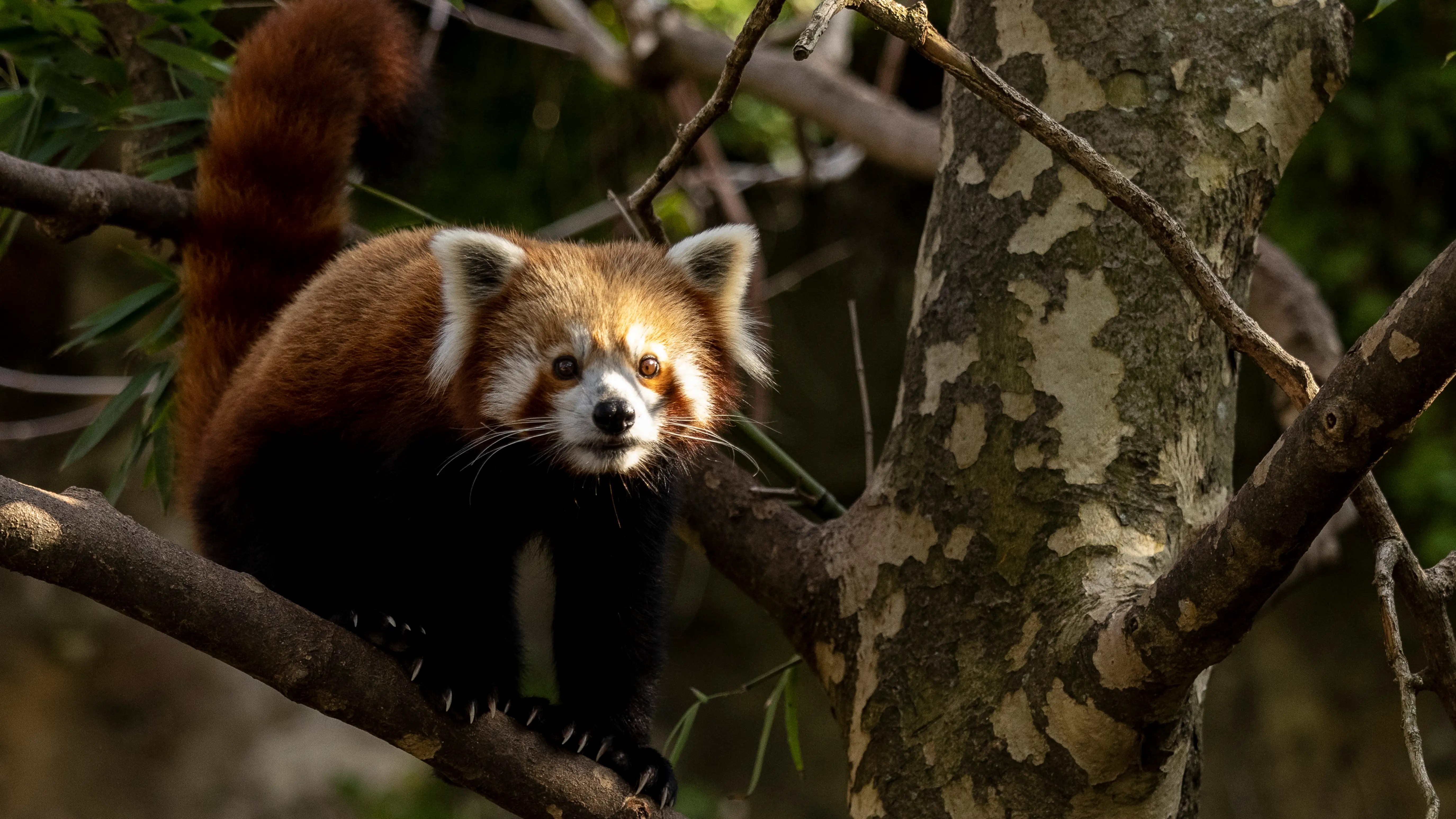 El 17 de septiembre se celebra el día del panda rojo El 17 de septiembre se celebra el día del panda rojo