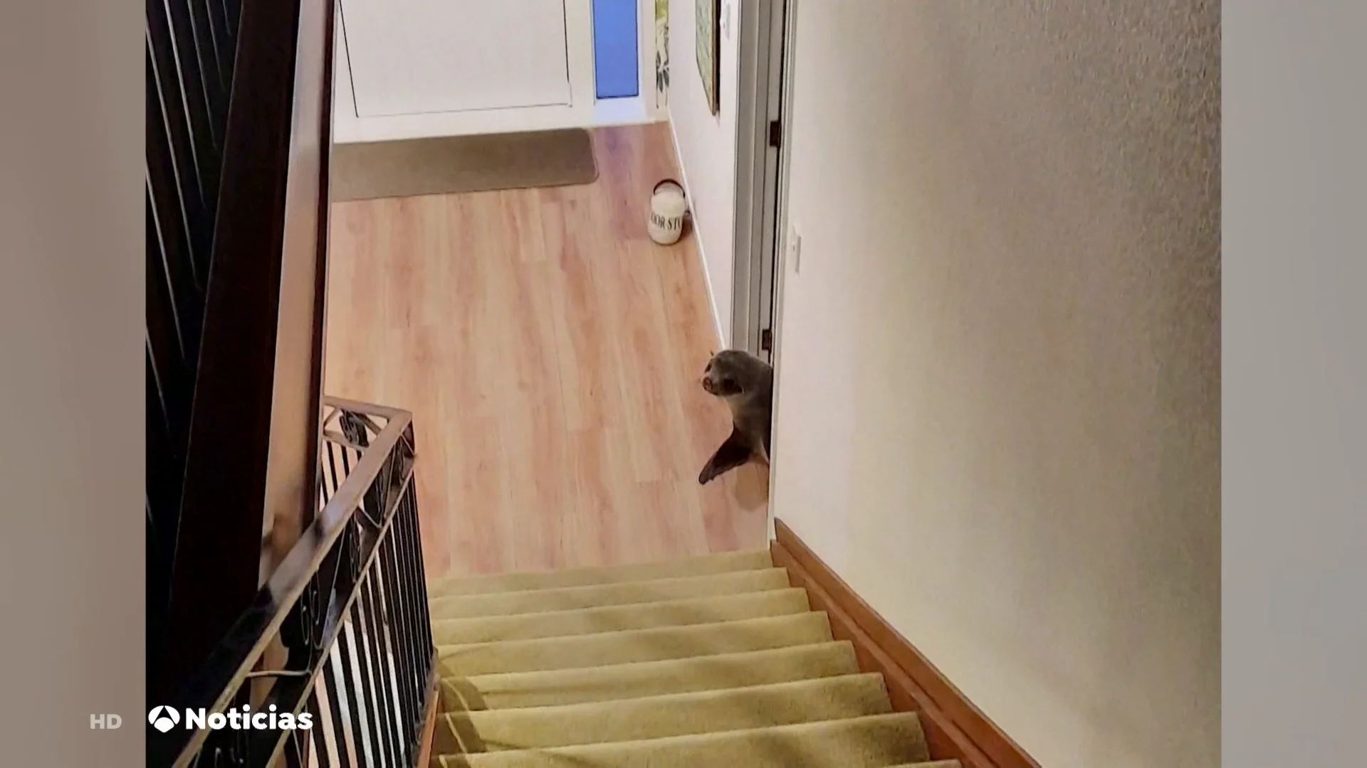 Una foca irrumpe en una casa, se sube al sofá y asusta al gato de la familia Una foca irrumpe en una casa, se sube al sofá y asusta al gato de la familia