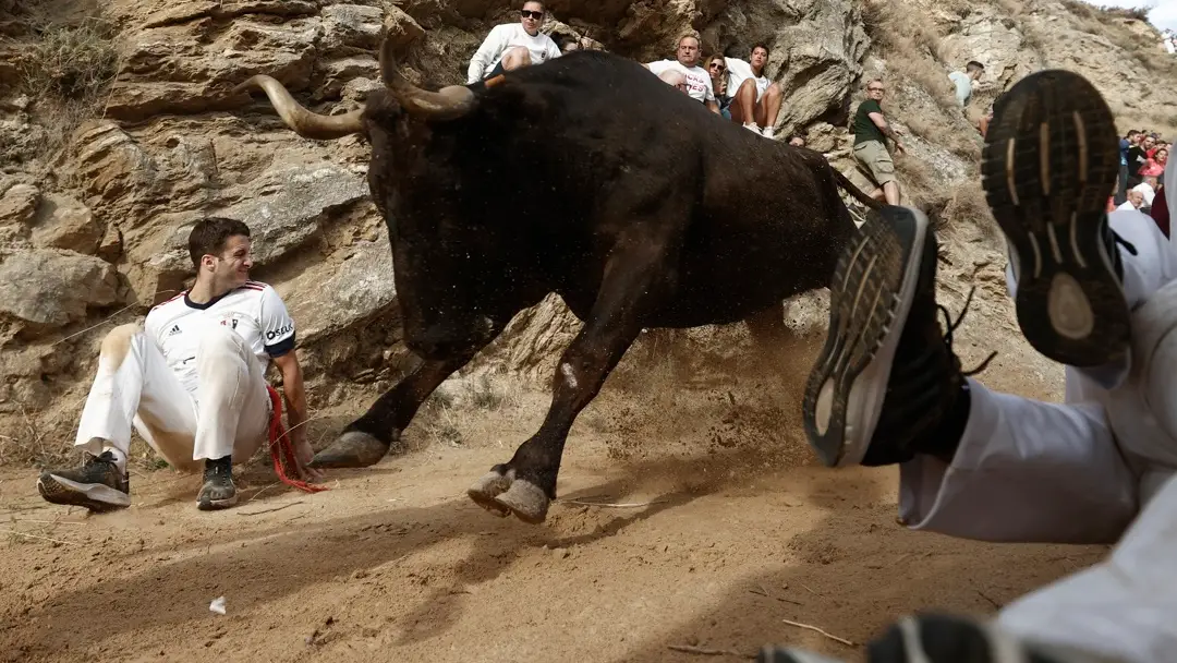 Encierro del Pilón de Falces Encierro del Pilón de Falces