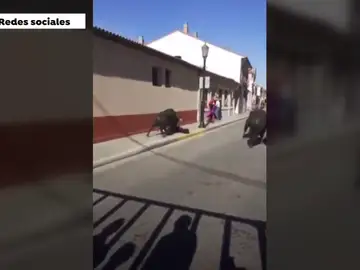 Un toro embiste a una joven de 24 años en Valladolid Un toro embiste a una joven de 24 años en Valladolid
