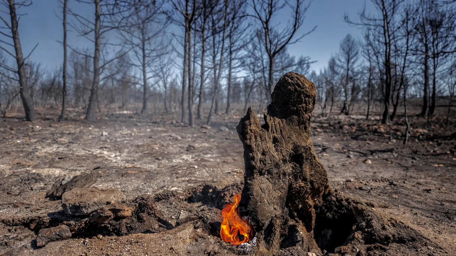 Incendio forestal Incendio forestal