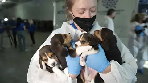 Una rescatadora con varios de los cahorros Una rescatadora con varios de los cahorros