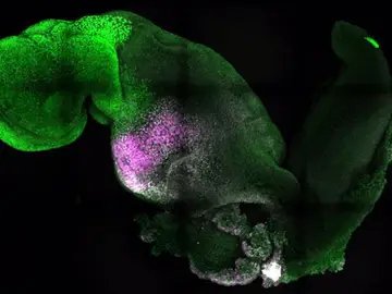 Embrión de ratón con cerebro y corazón que late Embrión de ratón con cerebro y corazón que late