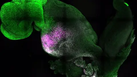 Embrión de ratón con cerebro y corazón que late Embrión de ratón con cerebro y corazón que late