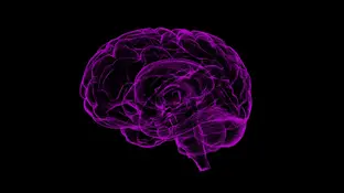 Imagen de archivo del cerebro humano Imagen de archivo del cerebro humano