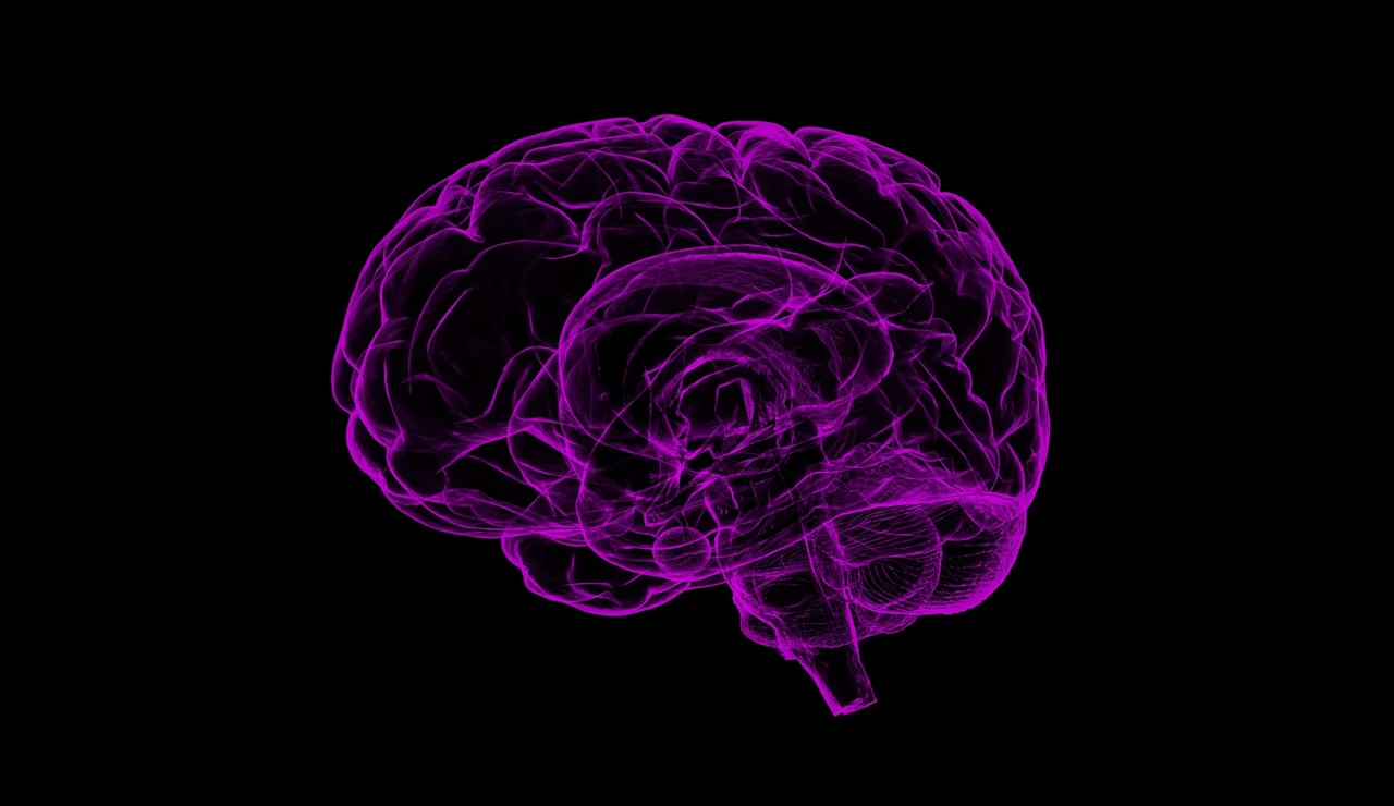 Imagen de archivo del cerebro humano