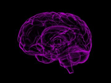 Imagen de archivo del cerebro humano