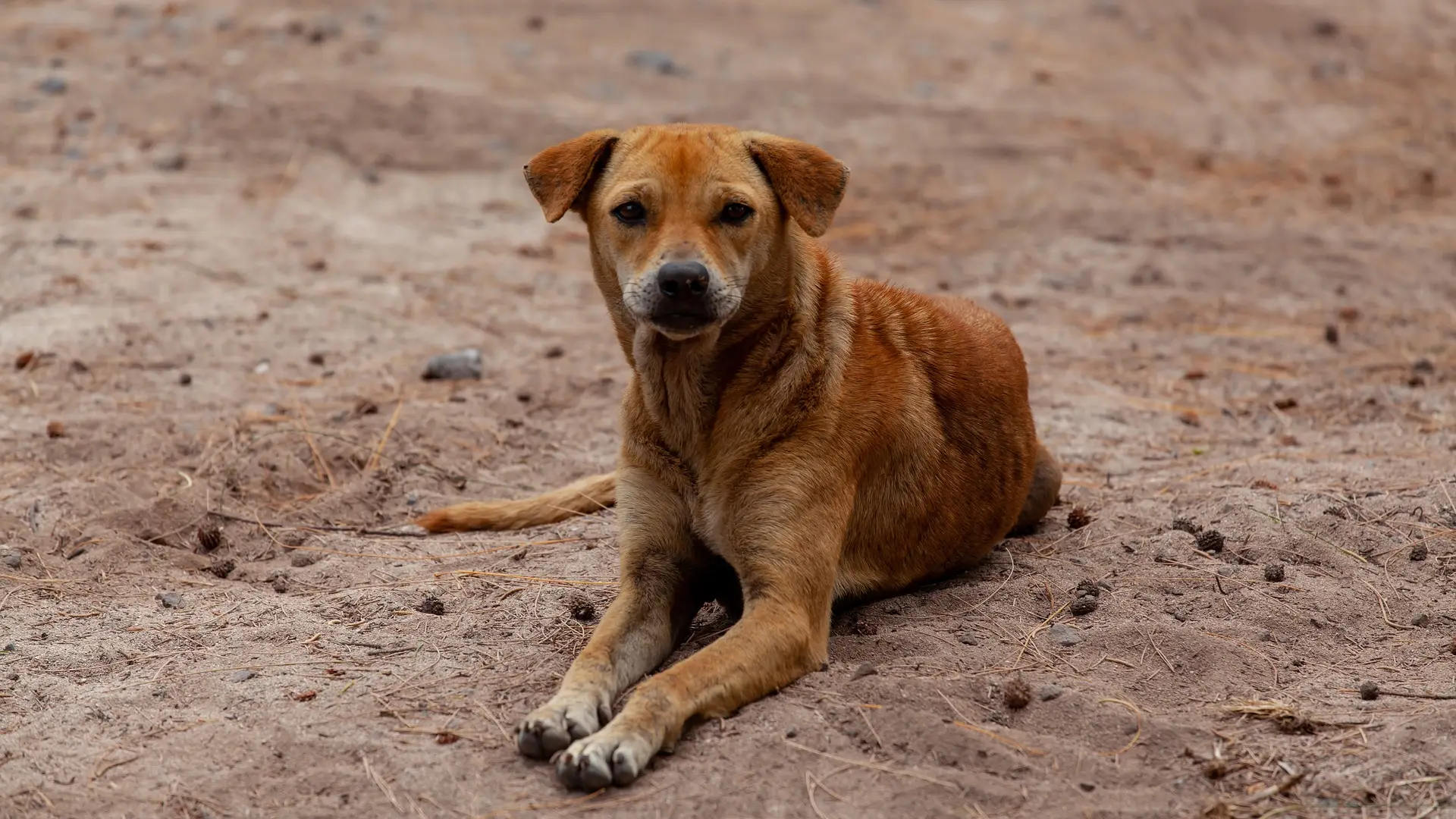 Localizan a 38 perros en condiciones de riesgo Localizan a 38 perros en condiciones de riesgo