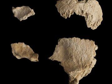 Un cráneo neandertal de 60.000 años 