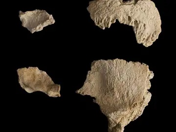 Un cráneo neandertal de 60.000 años Un cráneo neandertal de 60.000 años