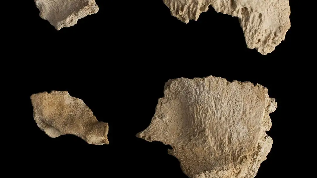 Un cráneo neandertal de 60.000 años Un cráneo neandertal de 60.000 años