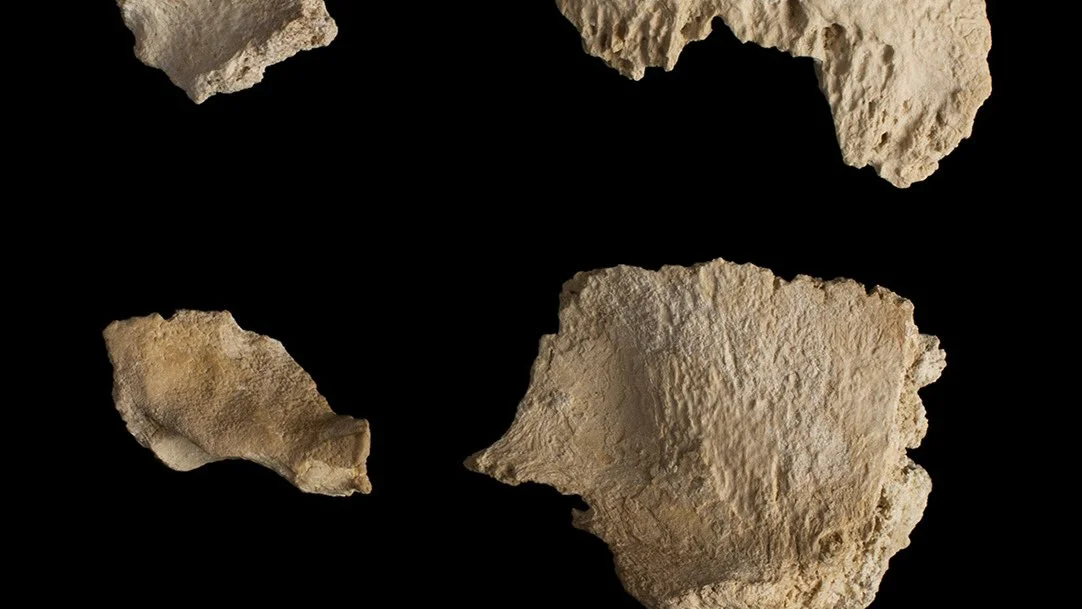 Un cráneo neandertal de 60.000 años Un cráneo neandertal de 60.000 años