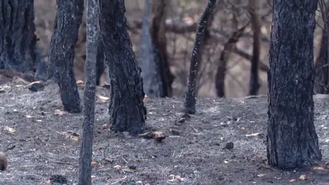 Reforestación Reforestación