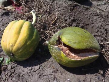 Sandías, melones y calabazas