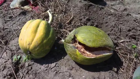 Sandías, melones y calabazas Sandías, melones y calabazas