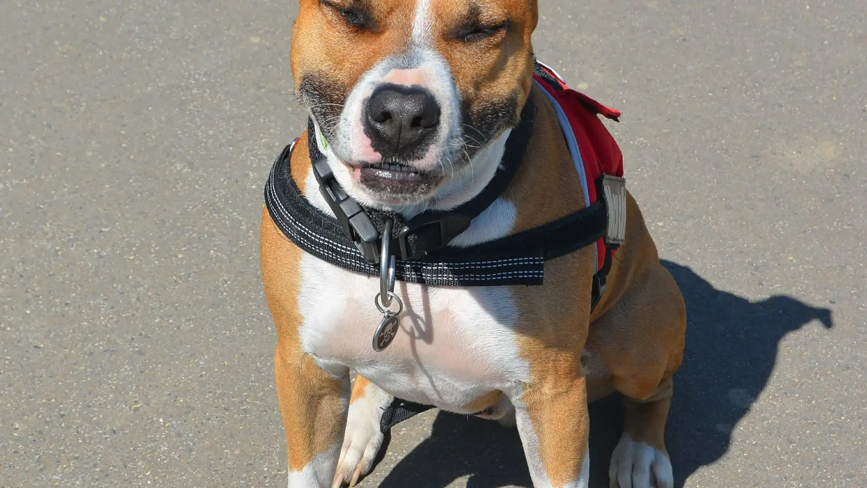 Imagen de archivo de un pitbull Imagen de archivo de un pitbull