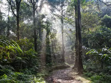 Imagen de archivo de una selva. Imagen de archivo de una selva.