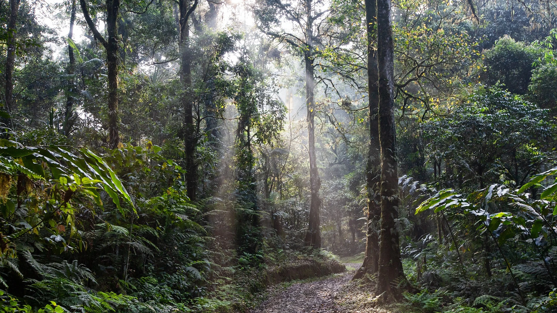 Imagen de archivo de una selva.