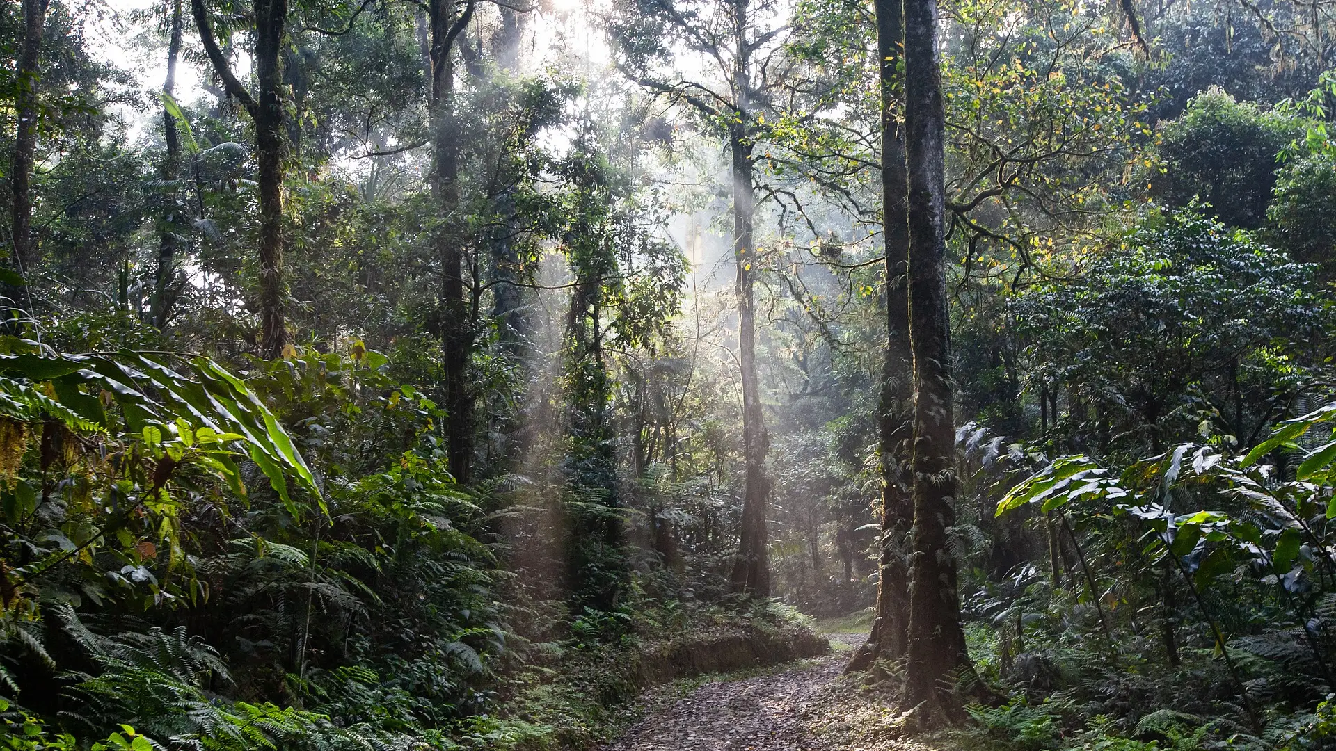 Imagen de archivo de una selva. Imagen de archivo de una selva.