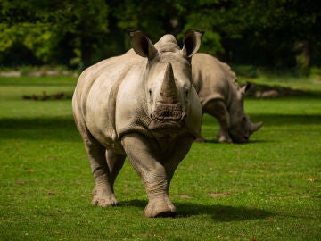 Rinocerontes en peligro de extinguido 2022