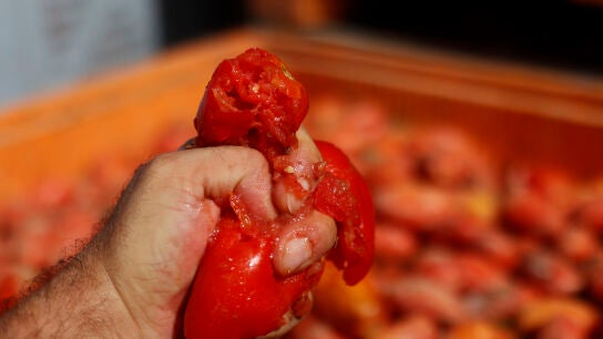 Preparativos de cara la Tomatina 