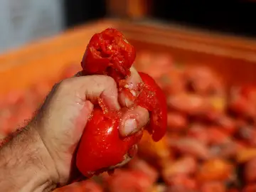 Preparativos de cara la Tomatina Preparativos de cara la Tomatina