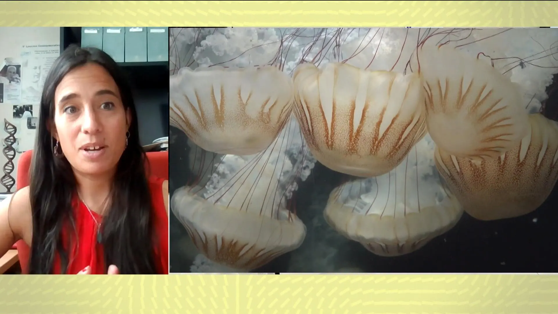 Medusas inmortales. Medusas inmortales.