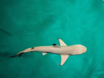 Imagen de archivo de una cría de tiburón