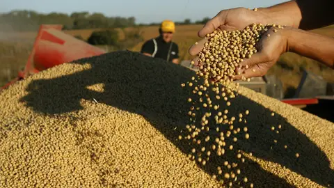 Granos de trigo Granos de trigo